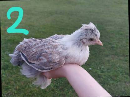 Bild 2:Zwergcochin Mix Hennen