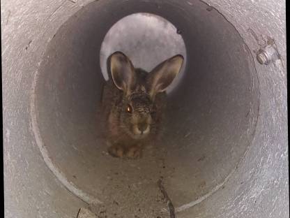 Bild 5:Betonrohrfalle