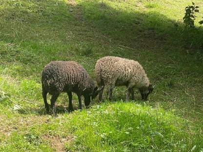 Liebe kleine oussant widder suchen ein neues zuhause