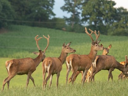 Bild 2:Rothirsch 2. Kopf und Rothirschspießer zu verkaufen