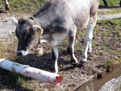 Grauvieh ochse jahrling hornlos