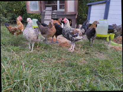 Bild 7:Steinpiperl, Zustellung möglich