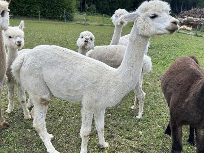 Alpaka Stuten, Jungstute, Zuchttier grau