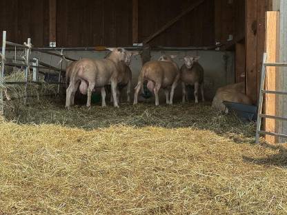 Bild 4:Berrichon Zuchtwidder