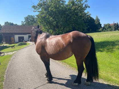 Bild 4:Verkaufe kastanienbraune Norikerstute