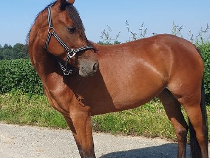 Bild 2:Brave Stute sucht Bestplatz