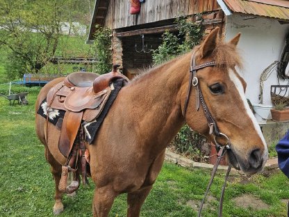 Quarter und Pony Couple