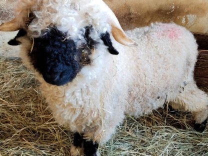 Bild 3:Walliser Schwarznasen Widder, Tauernschecken und Quesant