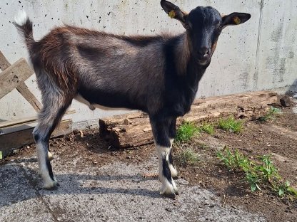 Jungbock sucht neues Zuhause