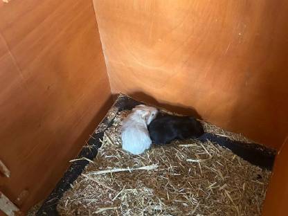 Bild 9:Süße kleine Meerschweinchen