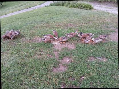 Bild 2:Laufenten M/W