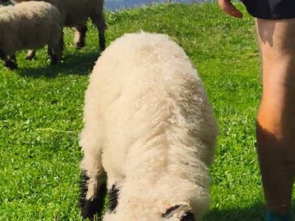 Bild 3:Walliser Schwarznasen Widderlämmer Bio