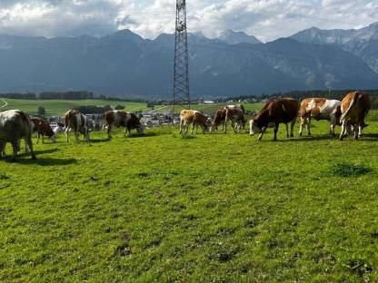 Bild 2:Fleckvieh Kälber/Kalbinen