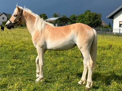 Haflinger