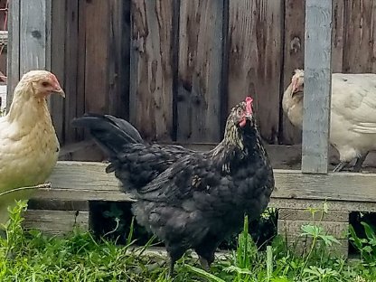 Bild 2:Hähne zu vergeben