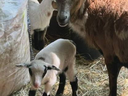 Bild 3:Kamerunlämmer