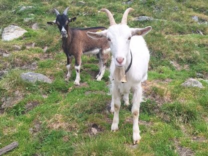 Bild 2:Ziegen suchen neues Zuhause