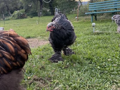 Hähne und Hennen zu verkaufen