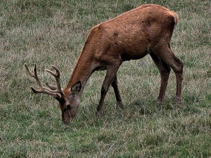 Bild 3:Prachtvoller Rotwildhirsch für Zucht im 1. Kopf