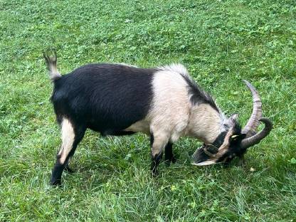 Bild 3:HB Passeier Bock