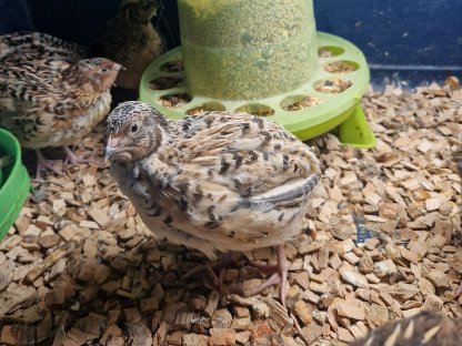 Bild 2:Wachtelhähne