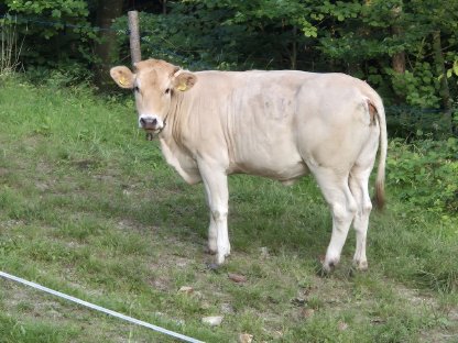 Verkaufe brave Kalbin
