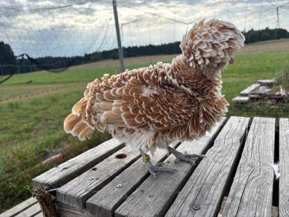Chabo- und Zwerg-Paduaner-Henne