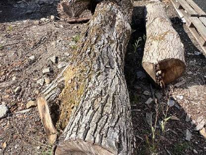 Bild 3:Nussholz-Stämme