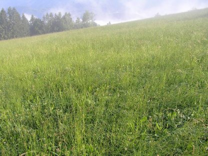 Bild 2:Grassilage-Rundballen 35 Stk.