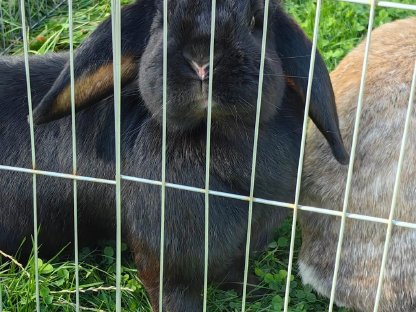 Bild 3:3 Kaninchen