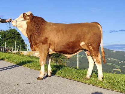 Hornloser Natursprungstier aus guter Kuhfamilie