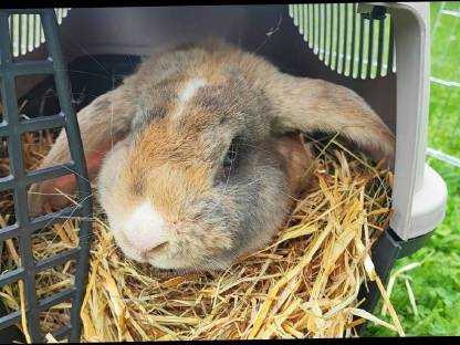 Bild 2:Deutscher Widder Rammler