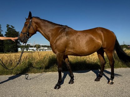 Bild 2:Tschechisches Warmblut, Stute, 13 Jahre, 150 cm, Brauner
