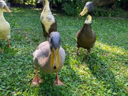 Bild 2:Laufenten Erpel