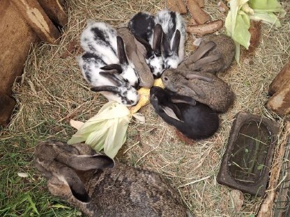 Bild 4:Kaninchen, Fleischhasen/Schlachthasen