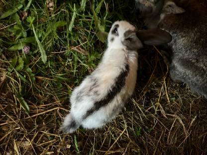 Bild 2:Riesenschecken Kaninchen