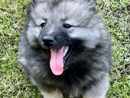 Bild 5:Wolfs-/Großspitz Welpen