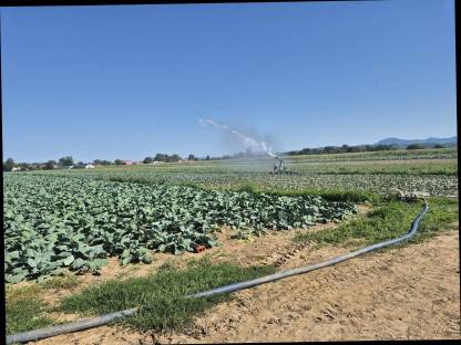 Bild 8:Weißkraut, Kohl