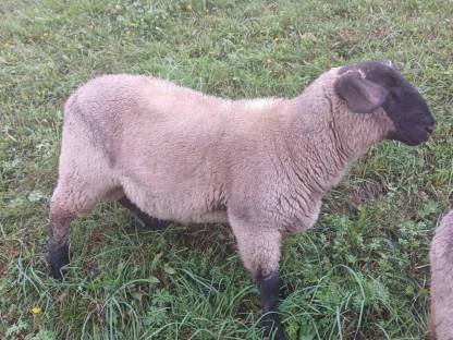 Bild 3:Suffolk Widder