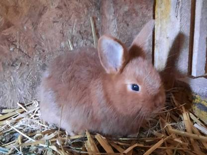 Bild 7:Rote Neuseeländer Fleischrasse