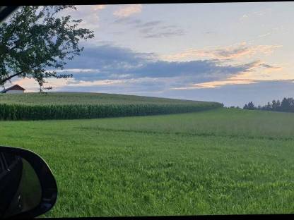 Bild 3:Ernte ab sofort ab Feld, Maisballen, Silomaisballen, Mais