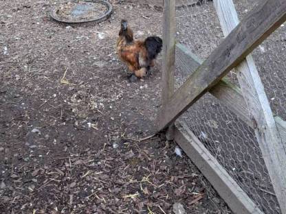 Bild 3:Zwerg Seidenhühner