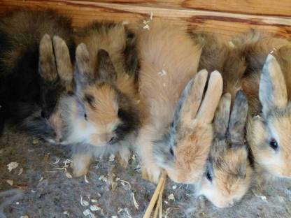 Jamora, Zwergkaninchen, Kaninchen
