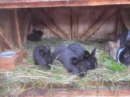 Hasen, Kaninchen herzugeben