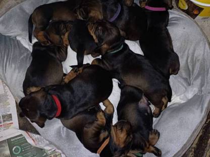 Bild 2:Brandelbracke