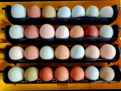 Bild 9:Bunte Bruteier 10 + 2 Gratis € 17,- Easteregger Eier