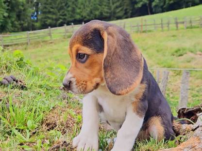 Bild 3:Beagle Welpen