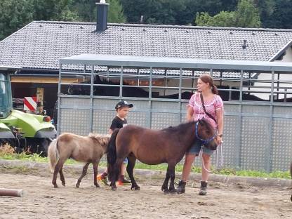 Bild 3:Mini Shetty Hengstfohlen