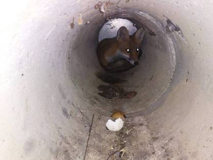 Bild 6:Betonrohrfalle