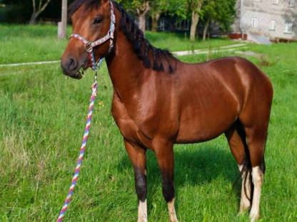 Paint Horse Wallach